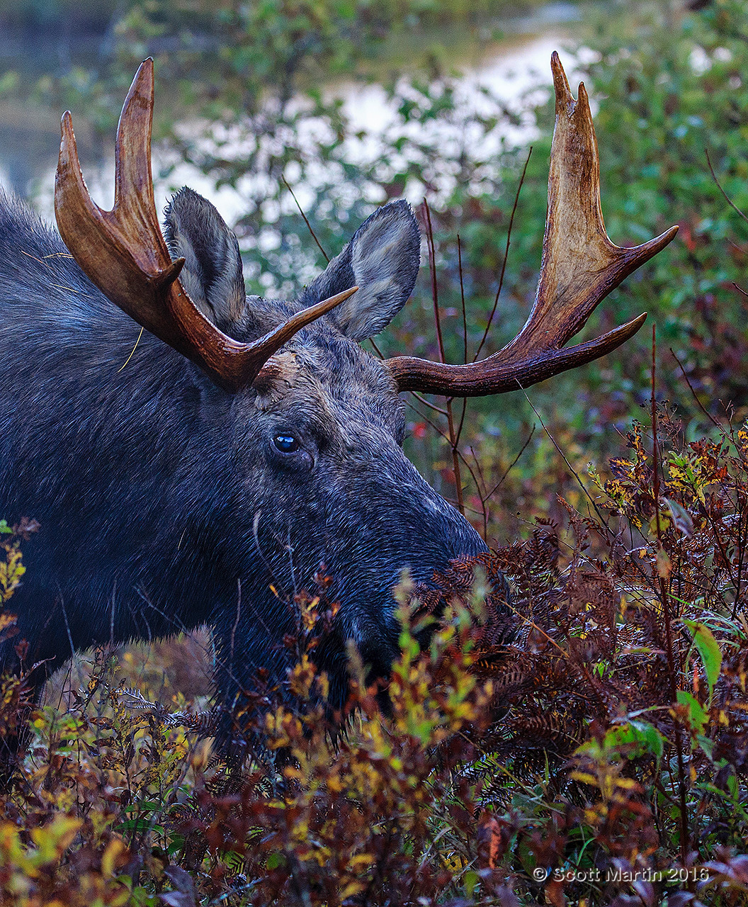 Moose 20161007_0006