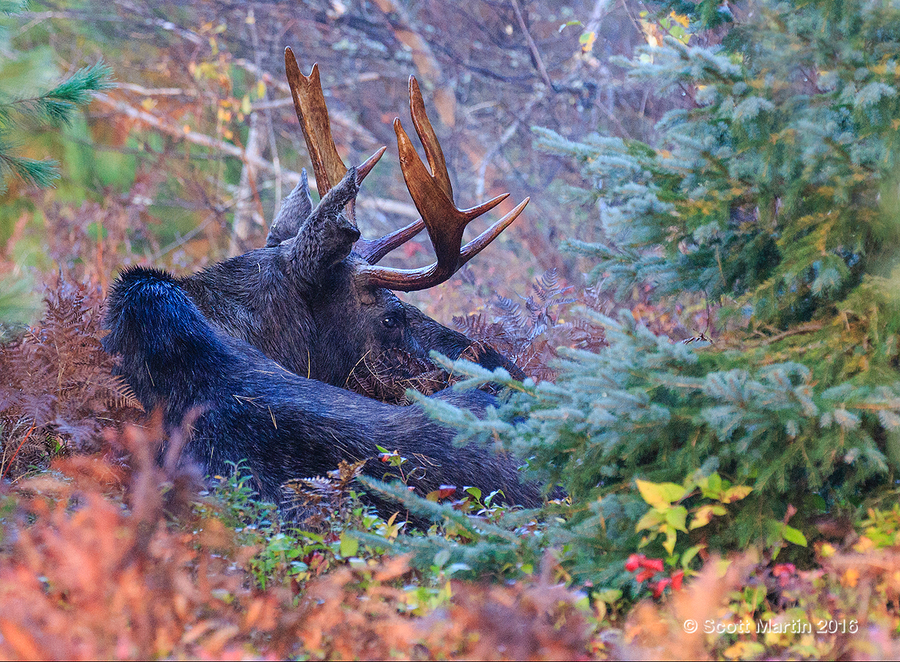 Moose 20161007_0054