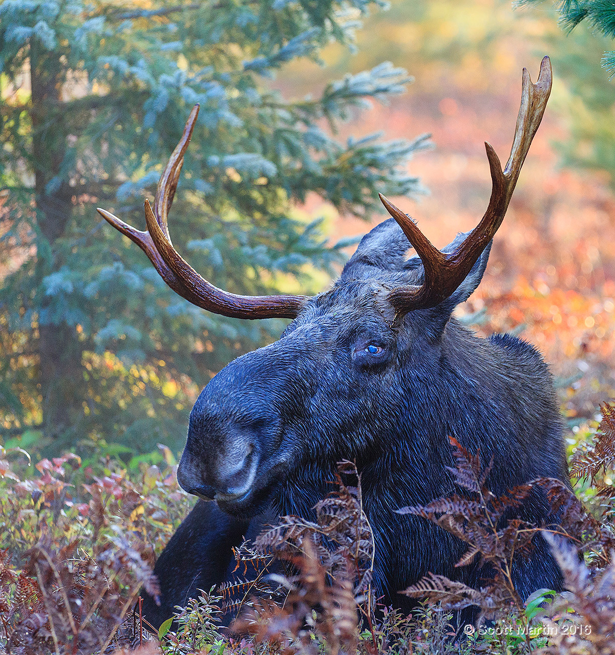 Moose 20161007_0146