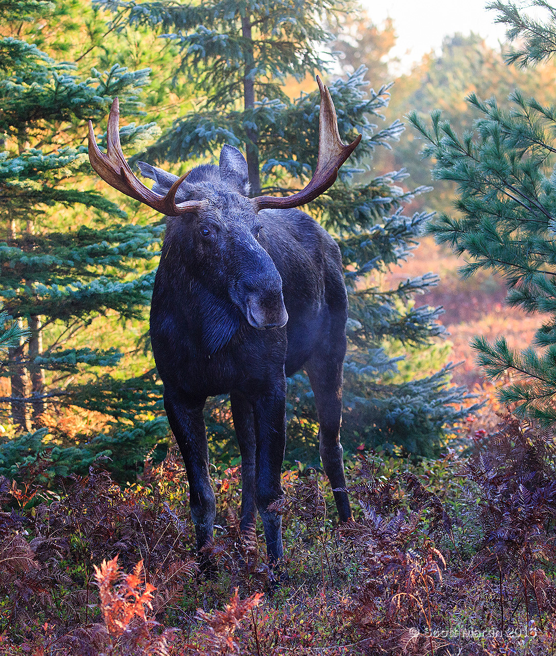 Moose 20161007_0194