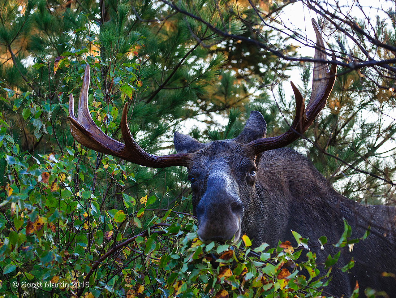 Moose 20161007_0282