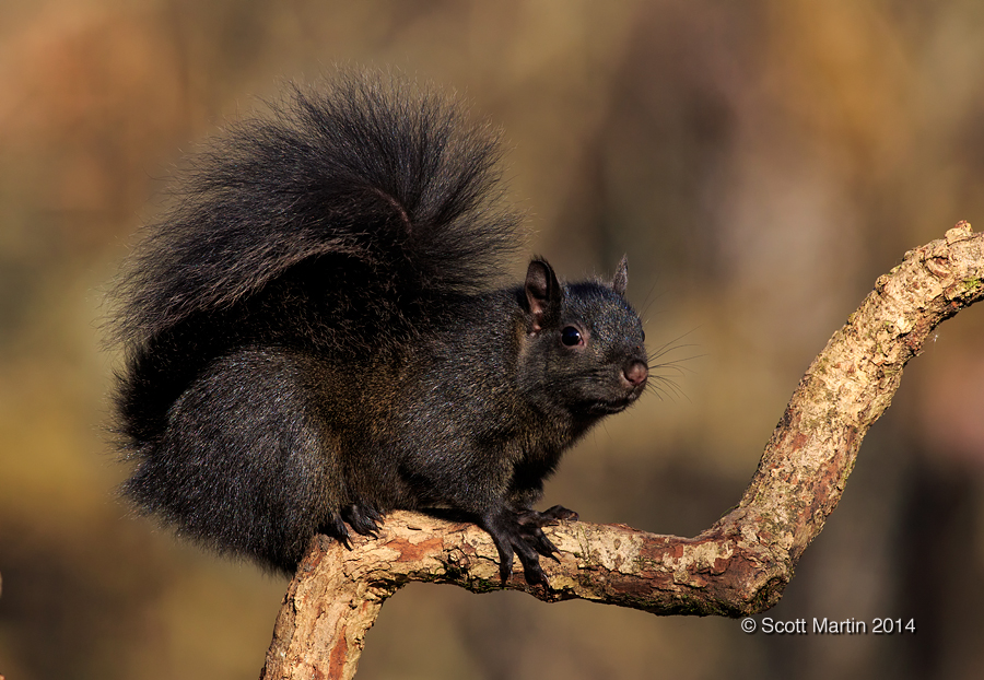 Black Squirrel 01