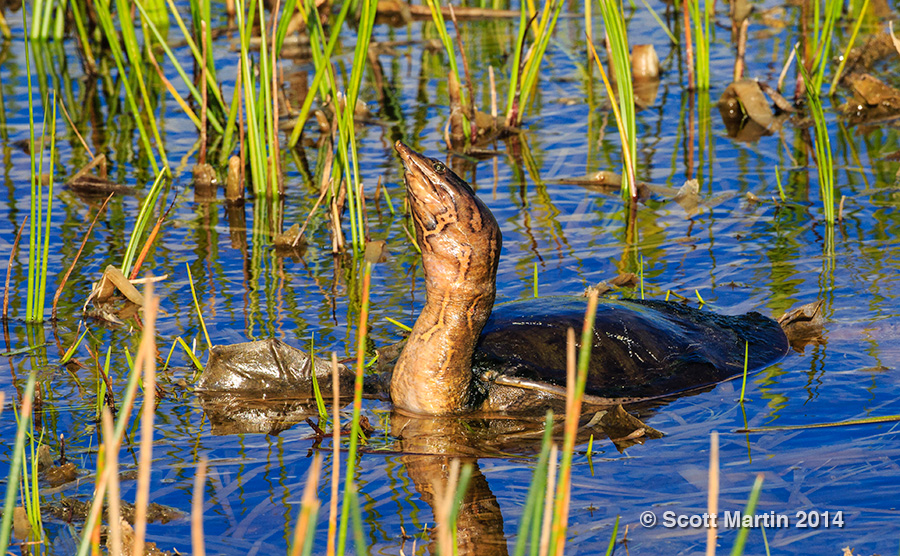 Florida Softshell Turtle 01