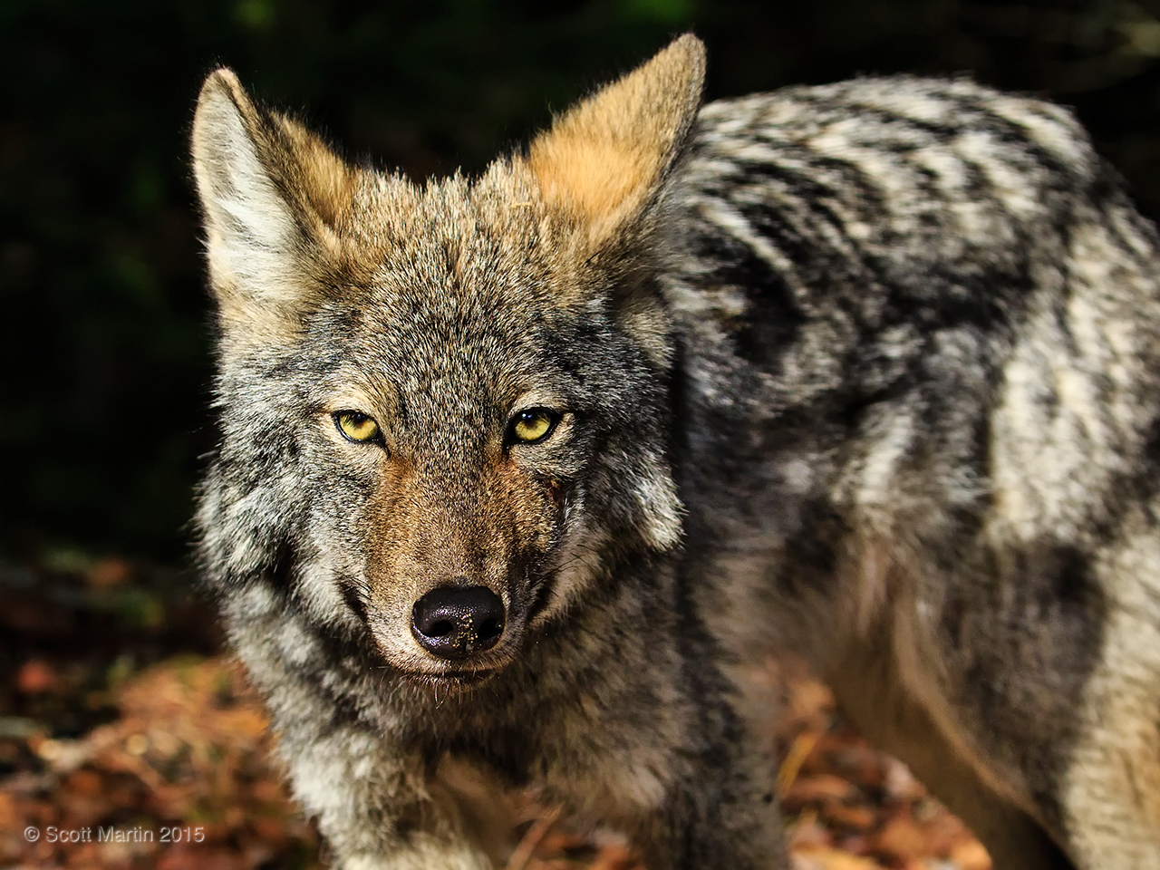 Eastern Wolf_019
