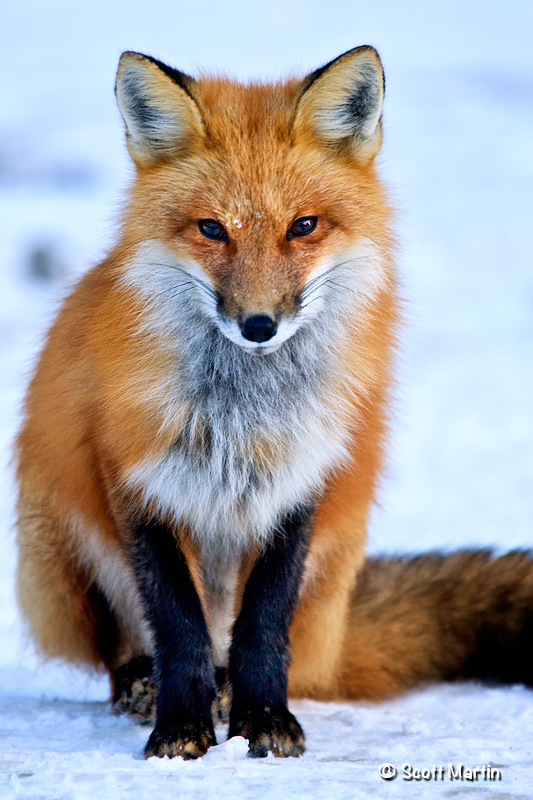 Red Fox-03