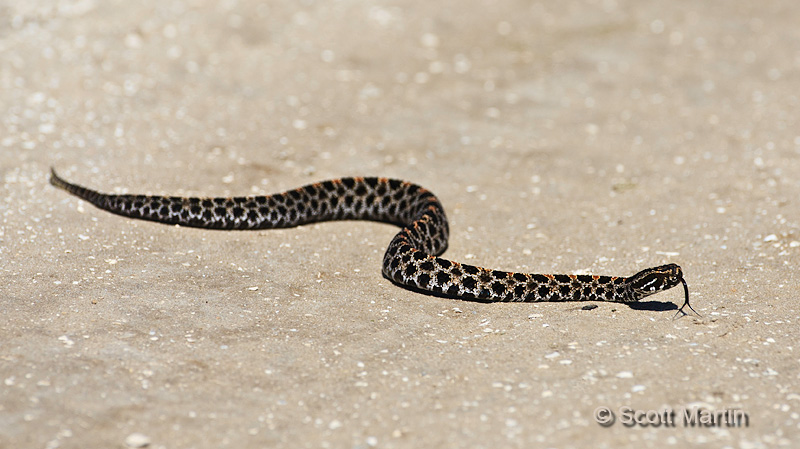 Pygmy Rattlesnake 01