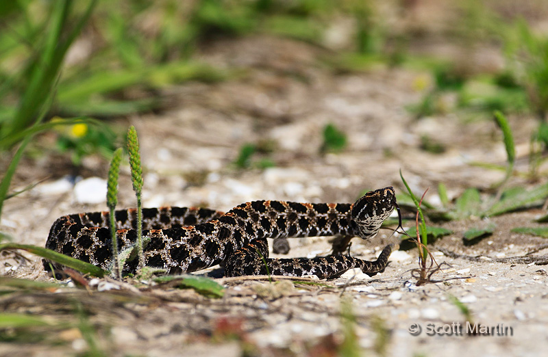 Pygmy Rattlesnake 02