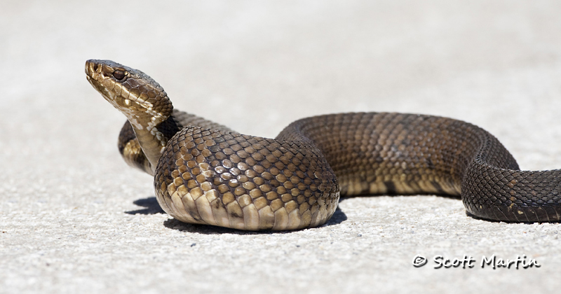 Water Moccasin-01