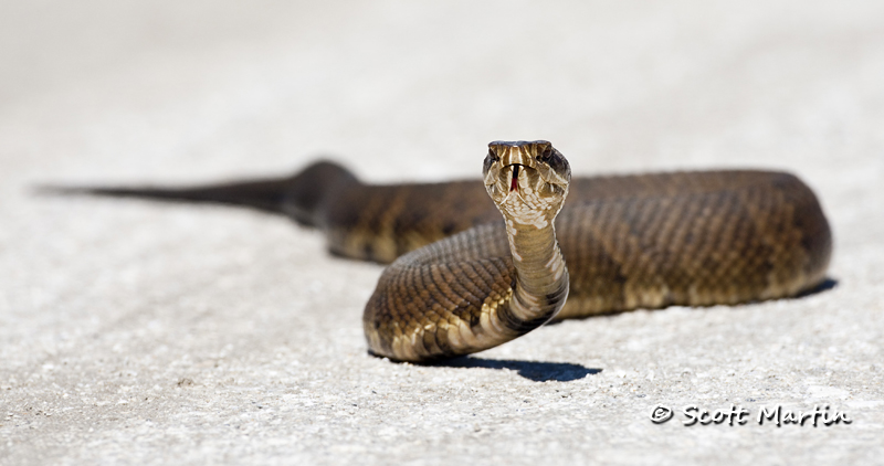 Water Moccasin-02