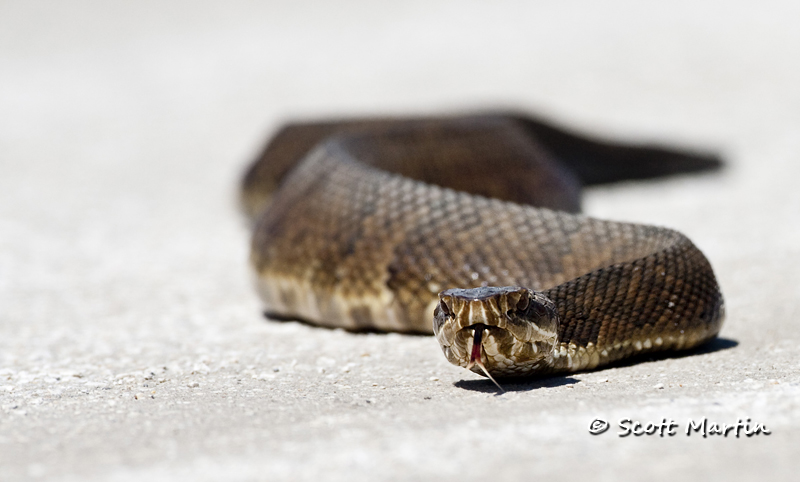 Water Moccasin-03