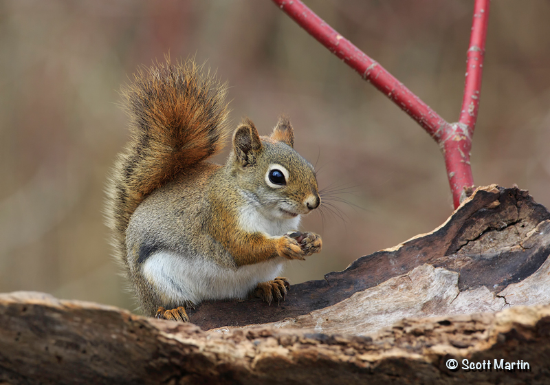 Red Squirrel 03