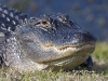 Alligator-01