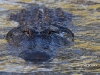 Alligator-02