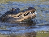 Alligator-03