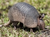 Armadillo