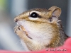 Chipmunk