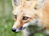 Red Fox-01