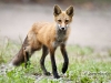 Red Fox-02
