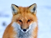 Red Fox-03
