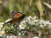 Monarch-butterfly-01