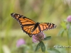 Monarch-butterfly-02