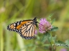 Monarch-butterfly-03