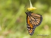 Monarch-butterfly-04