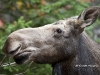 Moose-02