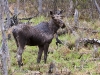 Moose-03