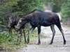 Moose-04