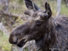 Moose-05