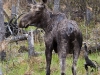 Moose-06