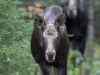 Moose-07
