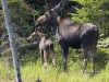 Moose-08