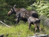 Moose-09