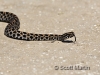 Pygmy Rattlesnake 01