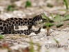 Pygmy Rattlesnake 02