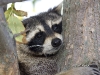 Raccoon-01