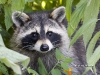 Racoon-02