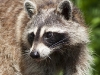 Racoon-03