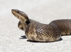 Water Moccasin-01