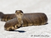 Water Moccasin-02