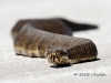 Water Moccasin-03
