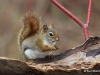 Red Squirrel 03