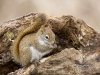 Red-squirrel-01