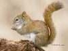 Red-squirrel-02