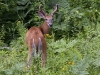 White-tail-deer-02
