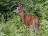 White-tail-deer-03