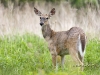 White-tail-deer-04
