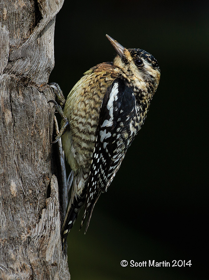 Yellow-bellied Sapsucker 04